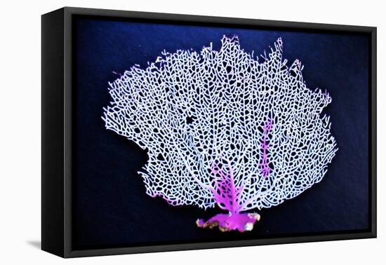 Coral on Navy I-Jairo Rodriguez-Framed Premier Image Canvas