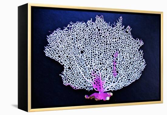 Coral on Navy I-Jairo Rodriguez-Framed Premier Image Canvas