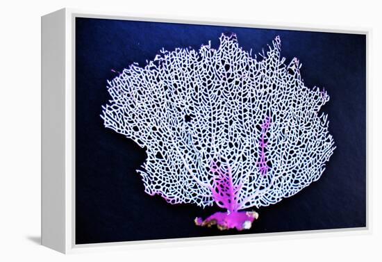 Coral on Navy I-Jairo Rodriguez-Framed Premier Image Canvas