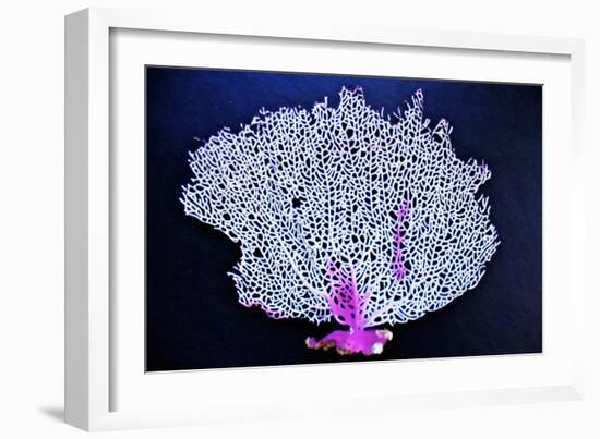 Coral on Navy I-Jairo Rodriguez-Framed Photographic Print