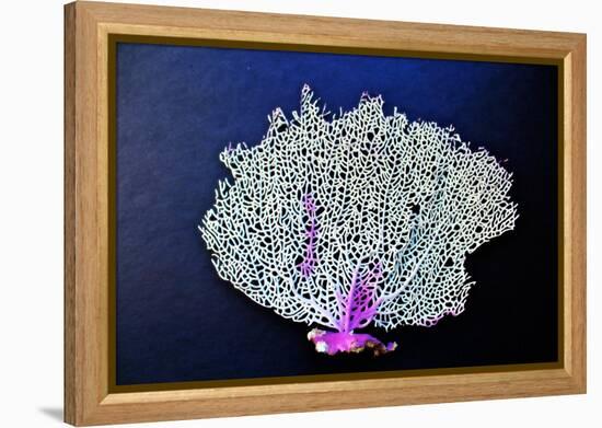 Coral on Navy II-Jairo Rodriguez-Framed Stretched Canvas