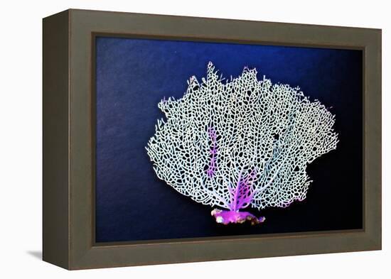 Coral on Navy II-Jairo Rodriguez-Framed Stretched Canvas