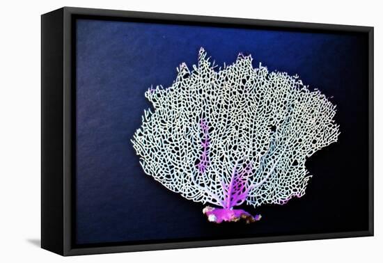 Coral on Navy II-Jairo Rodriguez-Framed Stretched Canvas