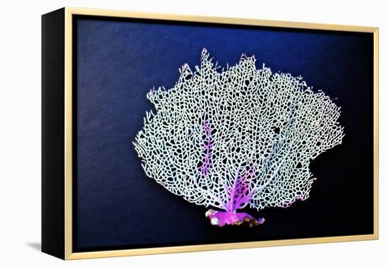 Coral on Navy II-Jairo Rodriguez-Framed Stretched Canvas