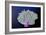 Coral on Navy II-Jairo Rodriguez-Framed Art Print