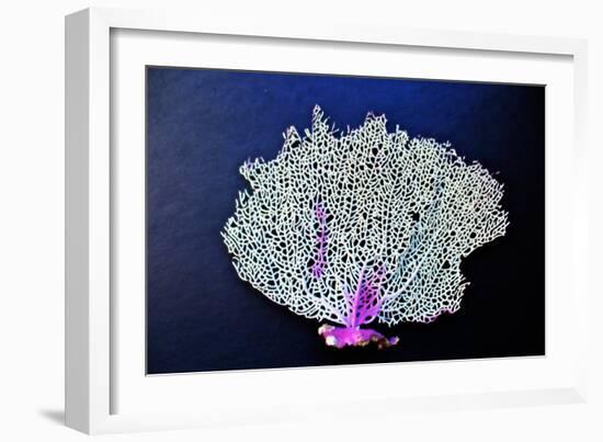 Coral on Navy II-Jairo Rodriguez-Framed Art Print