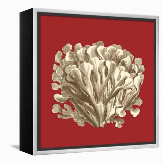 Coral on Red III-Vision Studio-Framed Stretched Canvas