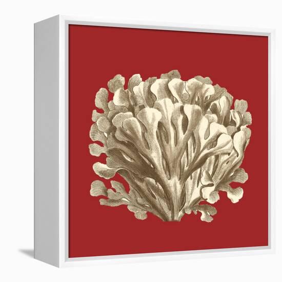 Coral on Red III-Vision Studio-Framed Stretched Canvas
