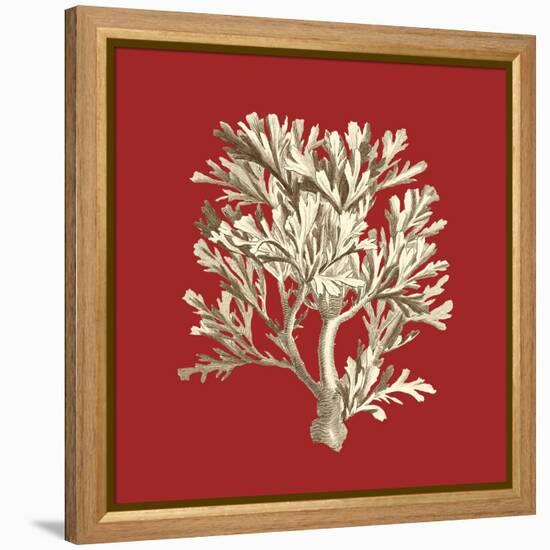 Coral on Red IV-Vision Studio-Framed Stretched Canvas