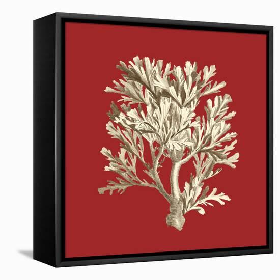 Coral on Red IV-Vision Studio-Framed Stretched Canvas