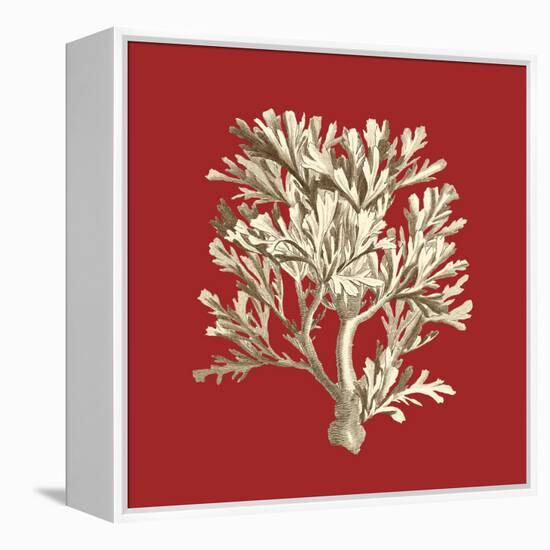 Coral on Red IV-Vision Studio-Framed Stretched Canvas