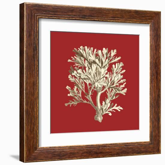 Coral on Red IV-Vision Studio-Framed Art Print