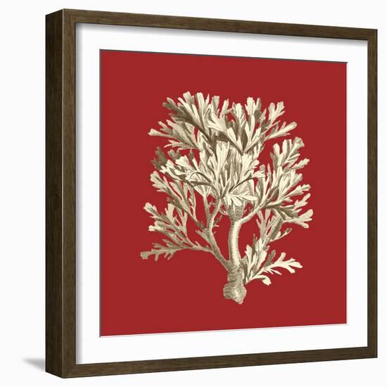 Coral on Red IV-Vision Studio-Framed Art Print