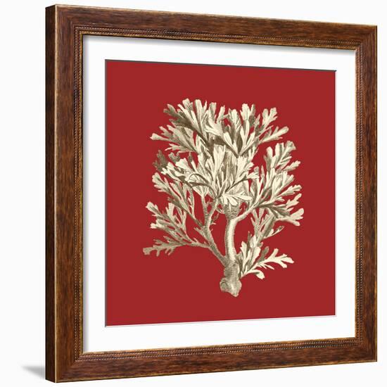 Coral on Red IV-Vision Studio-Framed Art Print