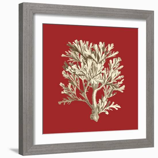 Coral on Red IV-Vision Studio-Framed Premium Giclee Print