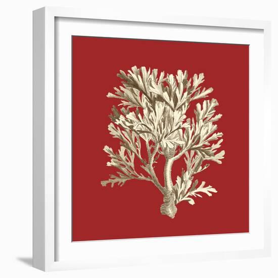 Coral on Red IV-Vision Studio-Framed Premium Giclee Print