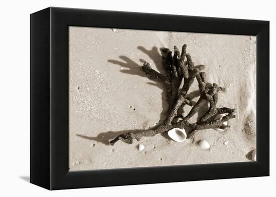 Coral on Sand-Jairo Rodriguez-Framed Premier Image Canvas