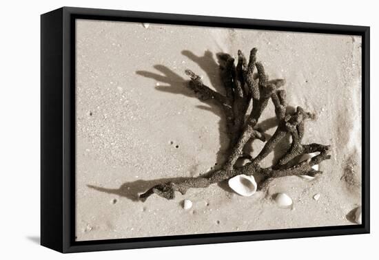 Coral on Sand-Jairo Rodriguez-Framed Premier Image Canvas