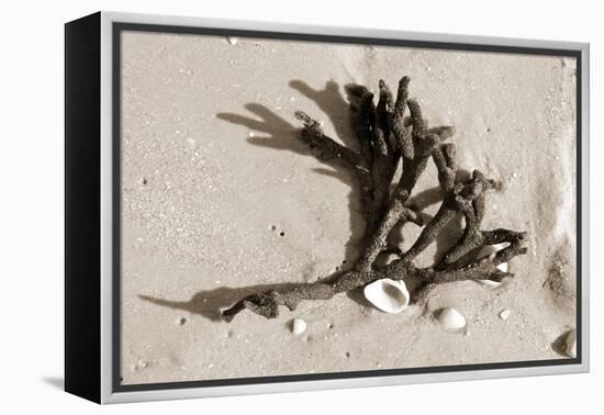 Coral on Sand-Jairo Rodriguez-Framed Premier Image Canvas