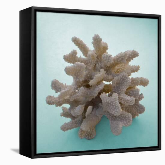 Coral on Teal Square-Jairo Rodriguez-Framed Stretched Canvas