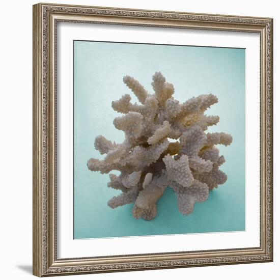 Coral on Teal Square-Jairo Rodriguez-Framed Photographic Print