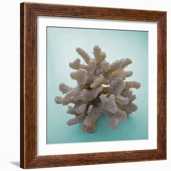 Coral on Teal Square-Jairo Rodriguez-Framed Photographic Print