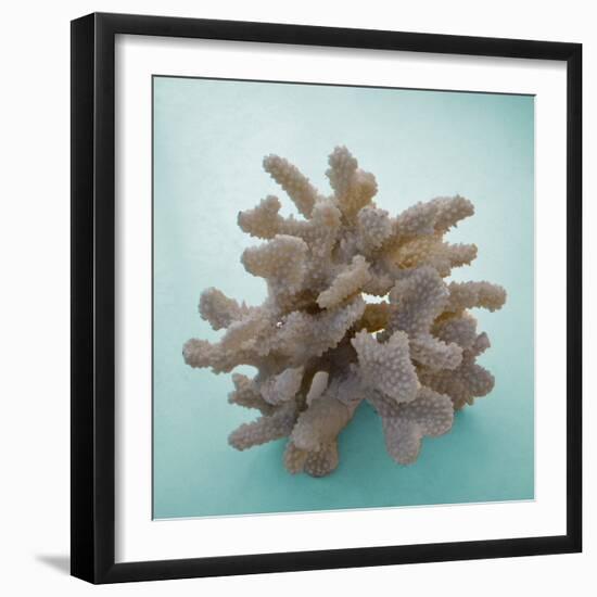 Coral on Teal Square-Jairo Rodriguez-Framed Photographic Print