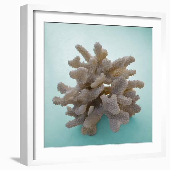 Coral on Teal Square-Jairo Rodriguez-Framed Photographic Print