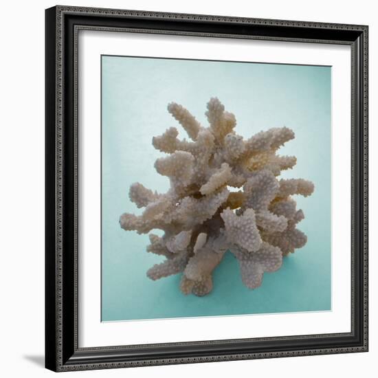 Coral on Teal Square-Jairo Rodriguez-Framed Photographic Print