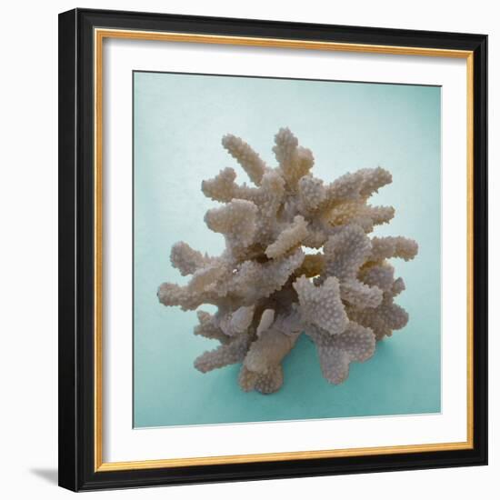 Coral on Teal Square-Jairo Rodriguez-Framed Photographic Print