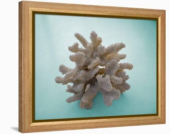Coral on Teal-Jairo Rodriguez-Framed Premier Image Canvas