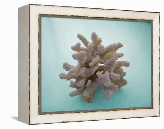 Coral on Teal-Jairo Rodriguez-Framed Premier Image Canvas