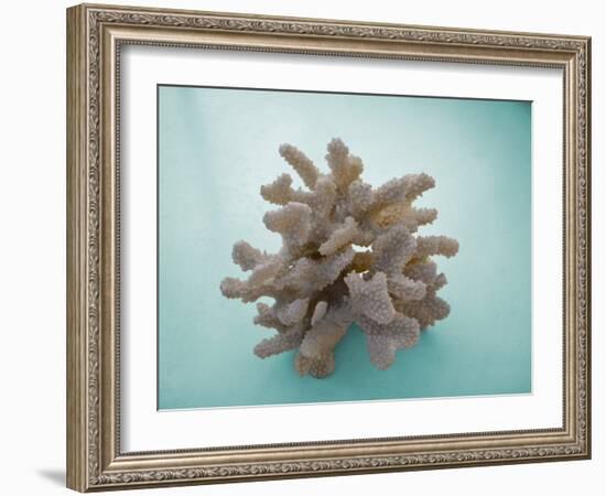 Coral on Teal-Jairo Rodriguez-Framed Photographic Print