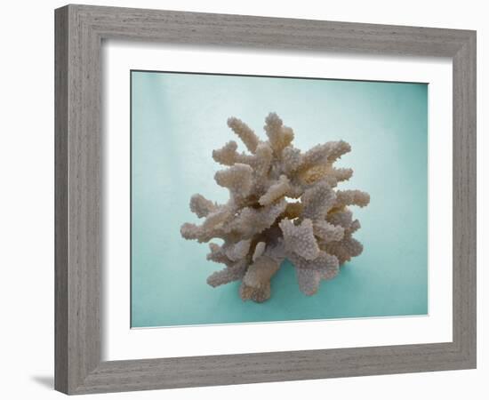 Coral on Teal-Jairo Rodriguez-Framed Photographic Print