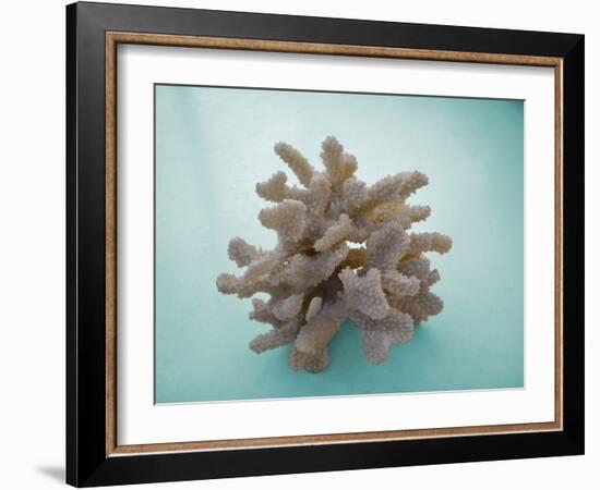 Coral on Teal-Jairo Rodriguez-Framed Photographic Print