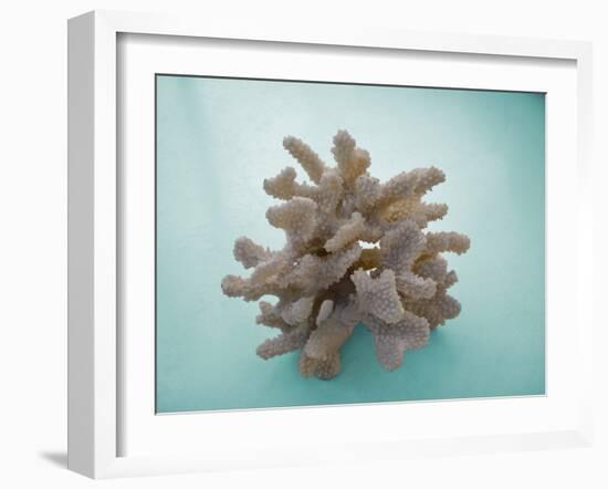 Coral on Teal-Jairo Rodriguez-Framed Photographic Print