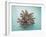 Coral on Teal-Jairo Rodriguez-Framed Photographic Print