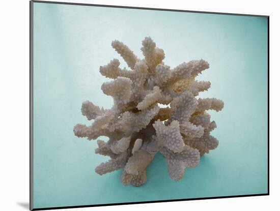 Coral on Teal-Jairo Rodriguez-Mounted Photographic Print