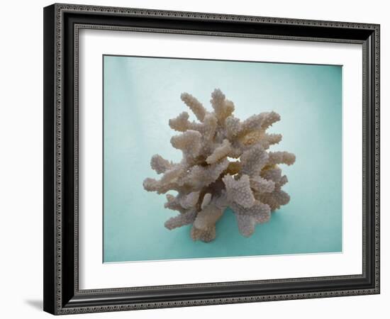 Coral on Teal-Jairo Rodriguez-Framed Photographic Print