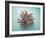 Coral on Teal-Jairo Rodriguez-Framed Photographic Print