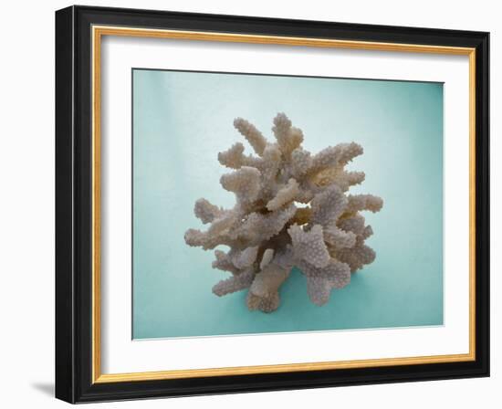 Coral on Teal-Jairo Rodriguez-Framed Photographic Print