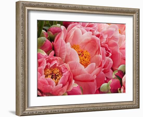 Coral Peonies II-Rachel Perry-Framed Photographic Print