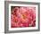 Coral Peonies II-Rachel Perry-Framed Photographic Print