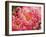 Coral Peonies II-Rachel Perry-Framed Photographic Print