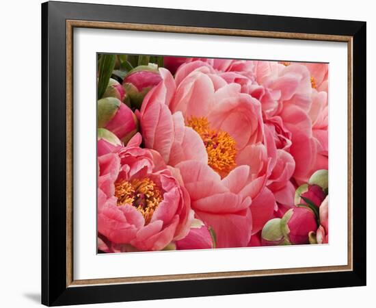 Coral Peonies II-Rachel Perry-Framed Photographic Print