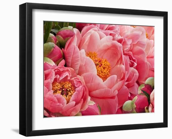 Coral Peonies II-Rachel Perry-Framed Photographic Print