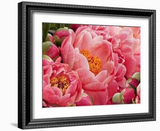 Coral Peonies II-Rachel Perry-Framed Photographic Print