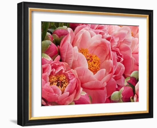 Coral Peonies II-Rachel Perry-Framed Photographic Print