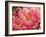 Coral Peonies II-Rachel Perry-Framed Photographic Print