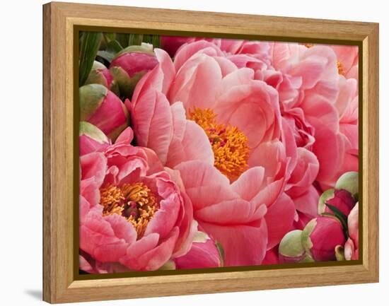 Coral Peonies II-Rachel Perry-Framed Premier Image Canvas